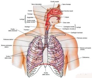 apparato respiratorio